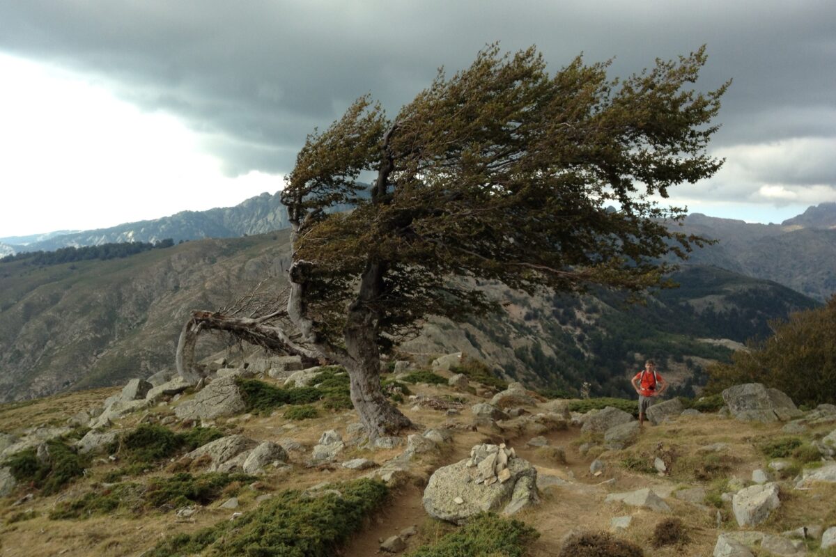 Sturmgepeitschte Kiefern zeugen von den schnell wechselnden Wettern in den Bergen. Wanderer müssen unbedingt die Naturgewalten Korsikas ernst nehmen