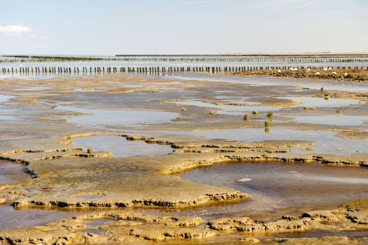 Natur in Deutschland, das Wattenmeer