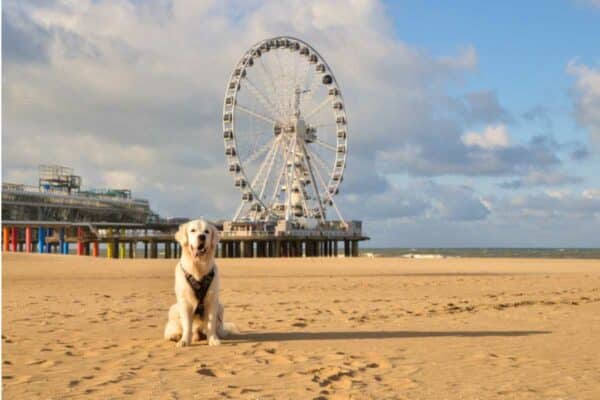 Hunde ohne Leine am Strand von Den Haag