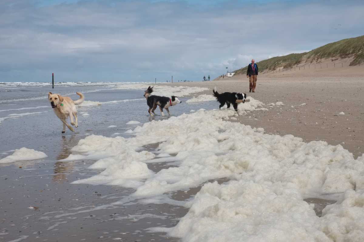 Hunde ohne Leine am Strand in Texel