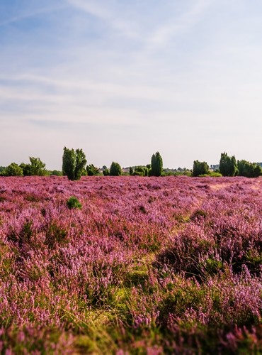 Ferienhäuser &amp; Ferienwohnungen in der Lüneburger Heide mieten