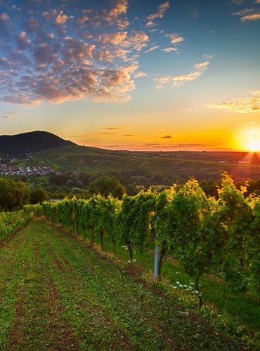 Ferienhäuser &amp; Ferienwohnungen im Pfälzerwald mieten