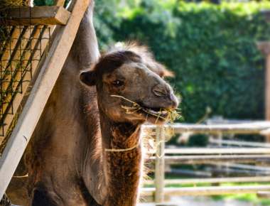 Zum Parco Zoo Punta Verde